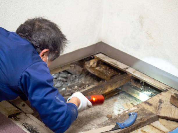 Best Health and Safety Mold Remediation in Socorro, NM