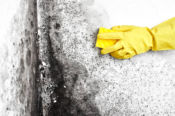 Best Crawl Space Mold Remediation in Socorro, NM