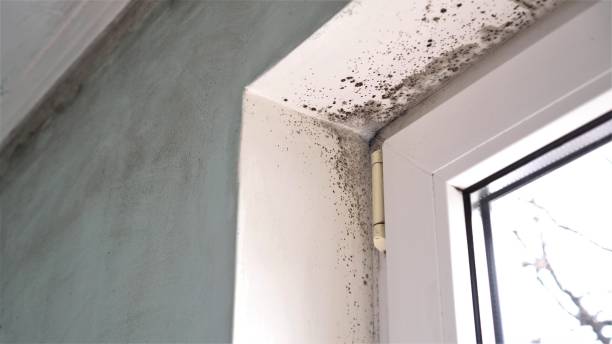 Trusted Socorro, NM Mold Remediation Experts