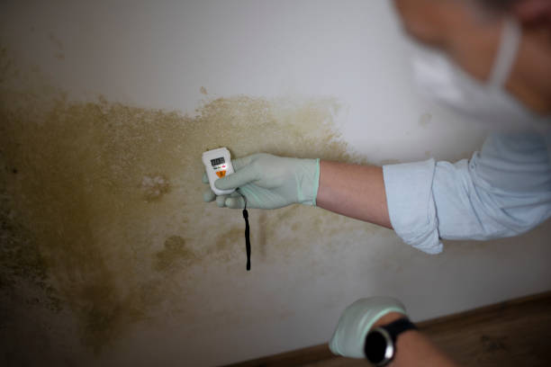 Best Commercial Mold Remediation in Socorro, NM