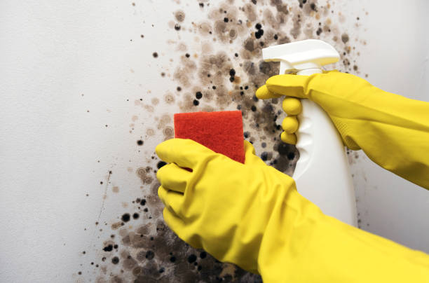 Best DIY Mold Remediation Support Services in Socorro, NM