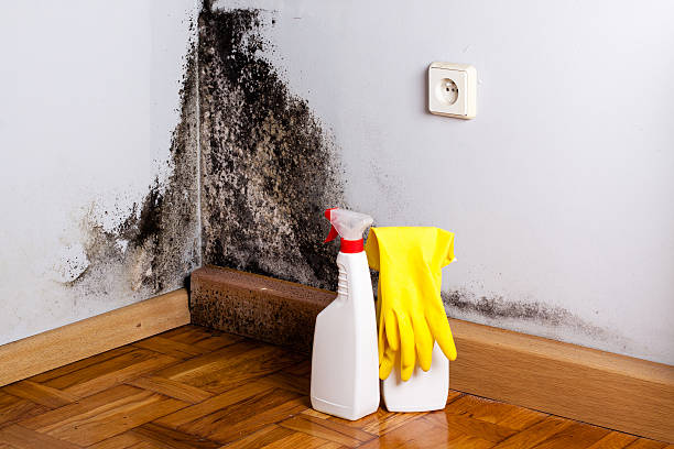Best Bathroom Mold Remediation in Socorro, NM