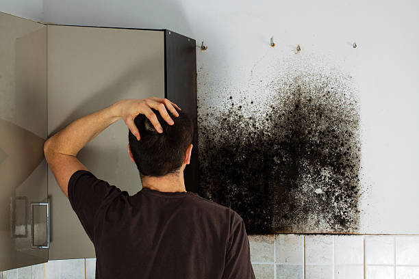 Best Industrial Mold Remediation in Socorro, NM